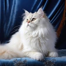 Royal Persian Cat